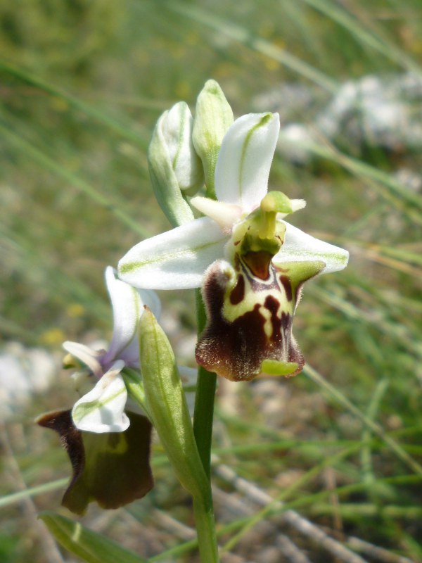 Ophrys (h.) dinarica variazioni